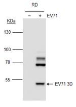 Enterovirus 71 3D Monoclonal Antibody (4)