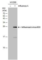 Influenza A H1N1 NS1 Monoclonal Antibody (GT1653)