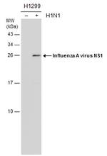 Influenza A H1N1 NS1 Monoclonal Antibody (GT1943)