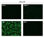 Japanese Encephalitis Virus NS1 Monoclonal Antibody (GT481)