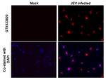 Japanese Encephalitis Virus NS1 Monoclonal Antibody (GT1410)