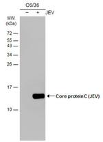 Japanese Encephalitis Virus Core Protein C Monoclonal Antibody (GT127)