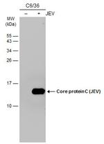 Japanese Encephalitis Virus Core Protein C Antibody in Western Blot (WB)
