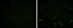 Porcine Circovirus Type 2 Capsid Monoclonal Antibody (GT1641)