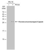 Porcine Circovirus Type 2 Capsid Antibody in Western Blot (WB)
