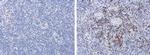 Porcine Circovirus Type 2 Capsid Monoclonal Antibody (GT863)