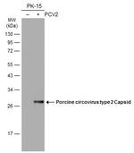 Porcine Circovirus Type 2 Capsid Antibody in Western Blot (WB)