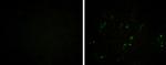 Porcine Circovirus Type 2 Capsid Monoclonal Antibody (GT972)