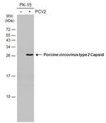 Porcine Circovirus Type 2 Capsid Antibody in Western Blot (WB)