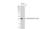 Phospho-HSP27 (Ser82) Antibody in Western Blot (WB)