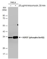 Phospho-HSP27 (Ser82) Antibody in Western Blot (WB)