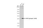Phospho-HSP27 (Ser82) Antibody in Western Blot (WB)