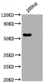 SARS-CoV-2 Nucleocapsid Chimeric Antibody in Western Blot (WB)