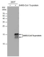 SARS-CoV/SARS-CoV-2 ORF7a Antibody in Western Blot (WB)