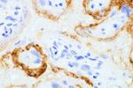 SARS/SARS-CoV-2 Spike Protein S2 Antibody in Immunohistochemistry (Paraffin) (IHC (P))
