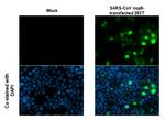 SARS-CoV/SARS-CoV-2 NSP8 Antibody in Immunocytochemistry (ICC/IF)