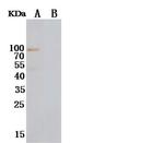 NRG1 Monoclonal Antibody (03)