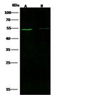 Chromogranin A Antibody in Western Blot (WB)