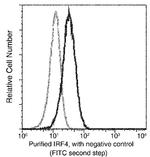 IRF4 Monoclonal Antibody (01)