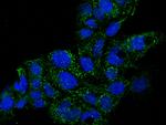 GDF3 Recombinant Rabbit Monoclonal Antibody (010)
