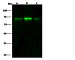 BDP Recombinant Rabbit Monoclonal Antibody (008)