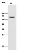 CD27 Recombinant Rabbit Monoclonal Antibody (150)