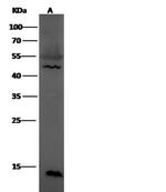 Leptin Antibody in Western Blot (WB)