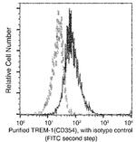 TREM1 Monoclonal Antibody (02)