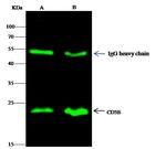 CD3e Antibody in Immunoprecipitation (IP)