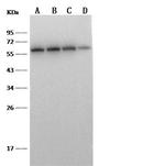 CD5 Antibody in Western Blot (WB)