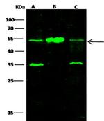 SETD7 Monoclonal Antibody (19)