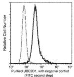UBE2D1 Monoclonal Antibody (07)