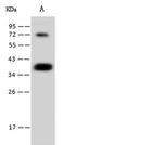 CGREF1 Recombinant Rabbit Monoclonal Antibody (001)