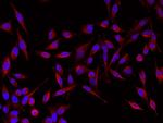 GIF Recombinant Rabbit Monoclonal Antibody (007)