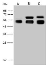 Angiotensinogen Recombinant Rabbit Monoclonal Antibody (001)
