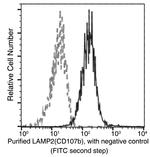 LAMP2 Recombinant Rabbit Monoclonal Antibody (141)