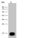 REG3B Recombinant Rabbit Monoclonal Antibody (005)