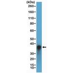 Arginase 1 Antibody in Western Blot (WB)