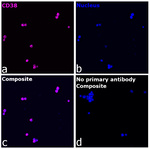 CD38 Recombinant Rabbit Monoclonal Antibody (RM388)