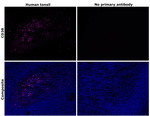 CD38 Antibody in Immunohistochemistry (Paraffin) (IHC (P))