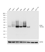 CD38 Antibody in Western Blot (WB)