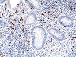 CD8a Antibody in Immunohistochemistry (Paraffin) (IHC (P))