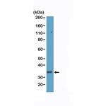 CD8a Antibody in Western Blot (WB)