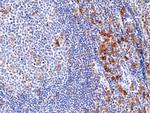 CD33 Antibody in Immunohistochemistry (Paraffin) (IHC (P))
