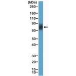 CD33 Antibody in Western Blot (WB)
