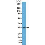 CD23 Antibody in Western Blot (WB)