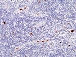 Myeloperoxidase Recombinant Rabbit Monoclonal Antibody (RM407)