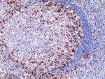 ICOS (CD278) Antibody in Immunohistochemistry (Paraffin) (IHC (P))