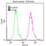 c-Fos Antibody in Flow Cytometry (Flow)