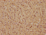 c-Fos Antibody in Immunohistochemistry (Paraffin) (IHC (P))